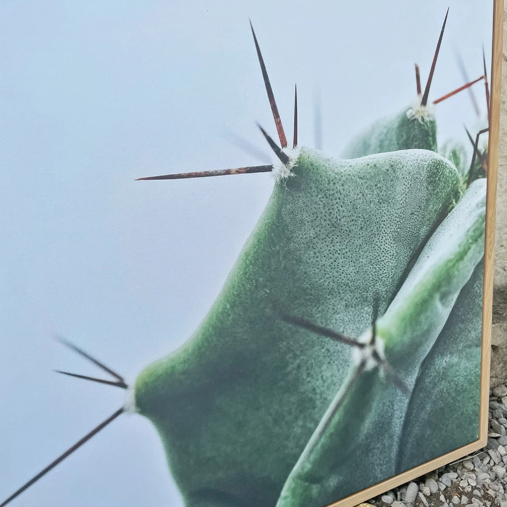 Conjunto Cuadros Canvas Suculenta-Cactus - Imagen 2